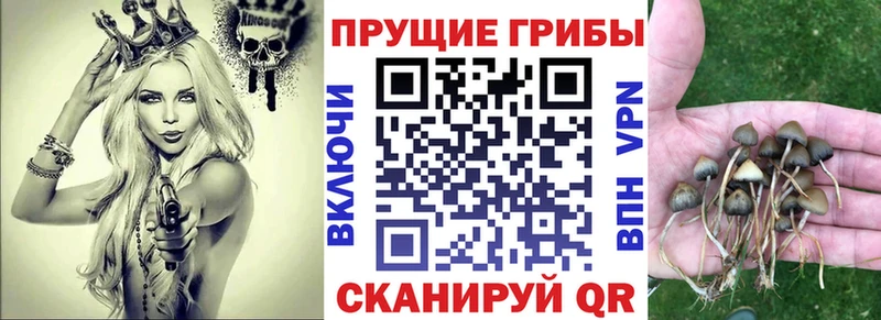 Псилоцибиновые грибы Cubensis Фролово